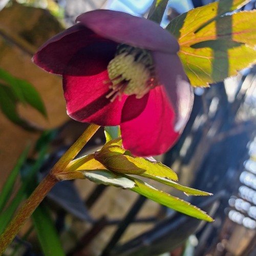 杉山交配のクリスマスローズ・パ－プル