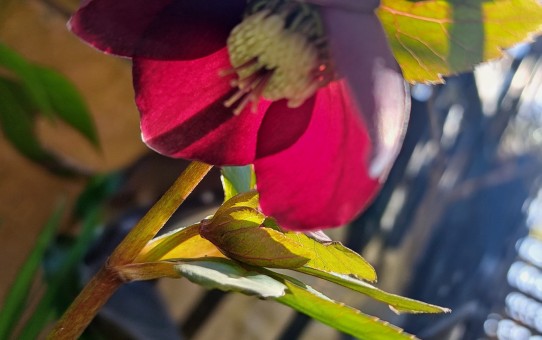 杉山交配のクリスマスローズ・パ－プル