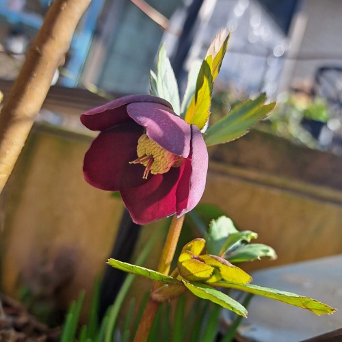 杉山交配のクリスマスローズ・パ－プル