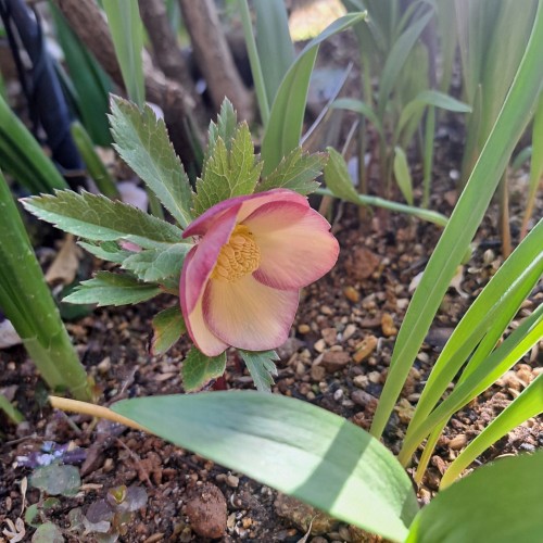 ミヨシのクリスマスローズ・アッシュドララオレンジ