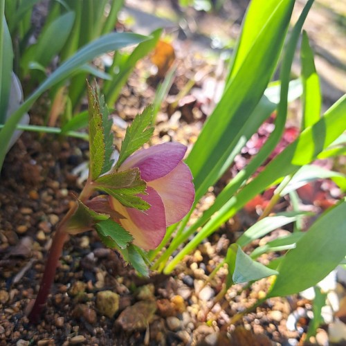 ミヨシのクリスマスローズ・アッシュドララオレンジ