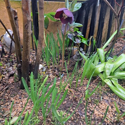 杉山交配のクリスマスローズ・パ－プル