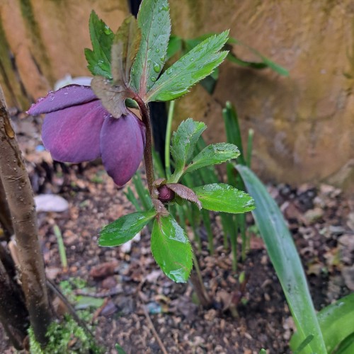 杉山交配のクリスマスローズ・パ－プル