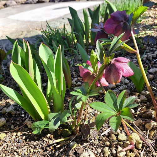 クリスマスローズ