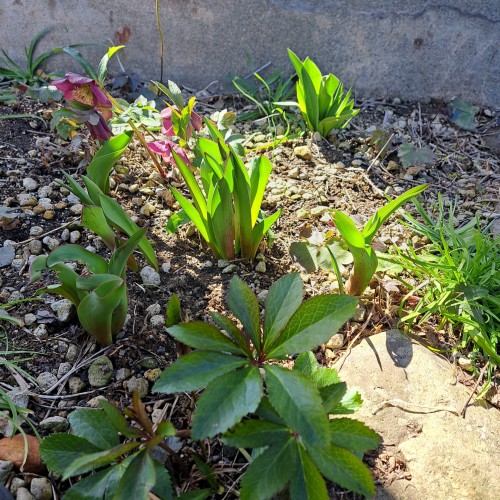 クリスマスローズ