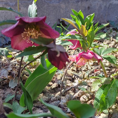 クリスマスローズ