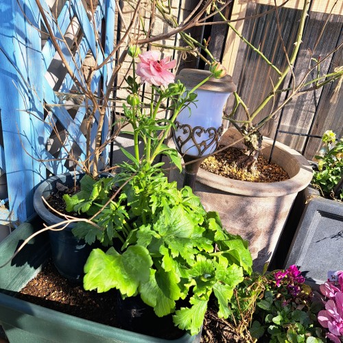 ラナンキュラスラックス・アリアドネ