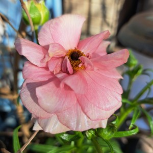 ラナンキュラスラックス・アリアドネ