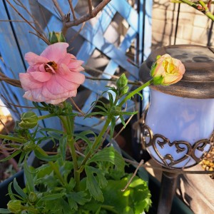 ラナンキュラスラックス・アリアドネ