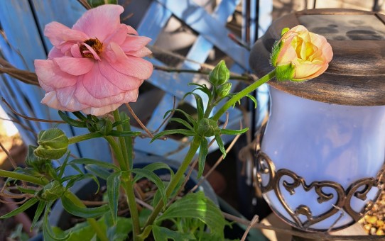 ラナンキュラスラックス・アリアドネ