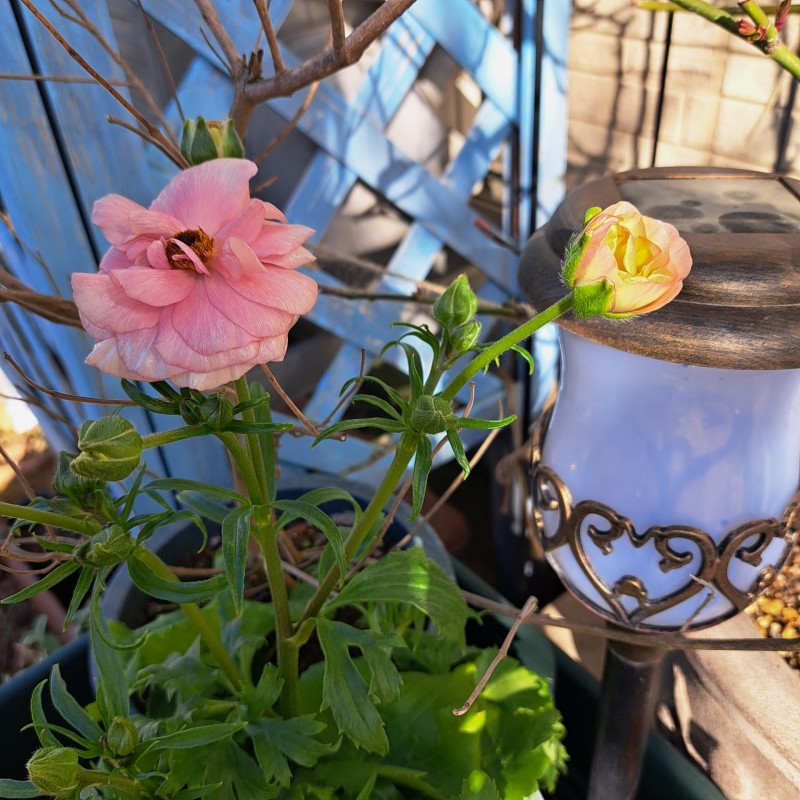 ラナンキュラスラックス・アリアドネ