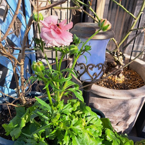 ラナンキュラスラックス・アリアドネ