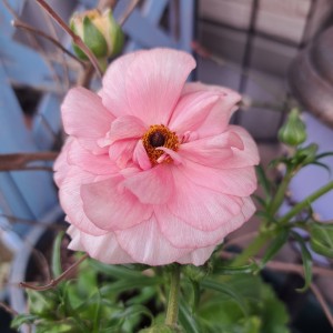 ラナンキュラスラックス・アリアドネ