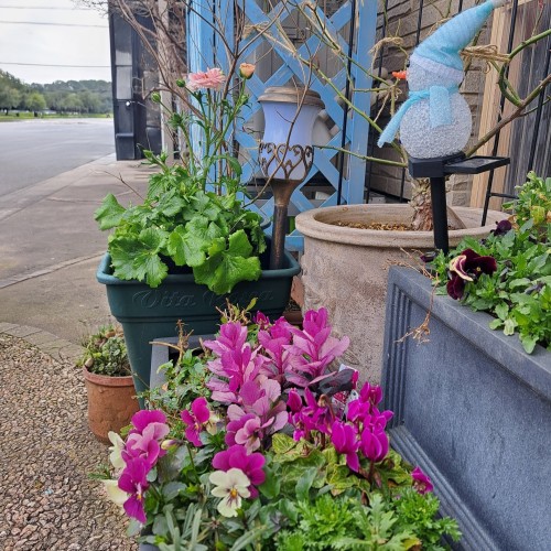 ラナンキュラスラックス・アリアドネ/ビオラ/ストック