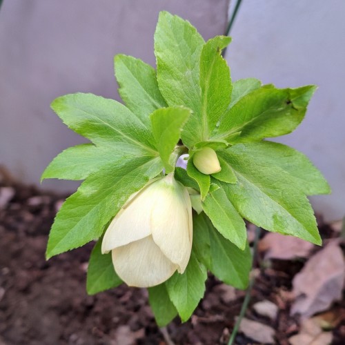 クリスマスローズ・ピユアイエロ－