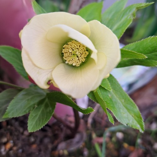 クリスマスローズ・ピユアイエロ－