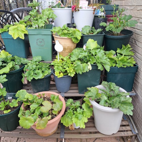 ラナンキュラスラックスの鉢植え