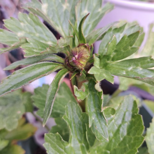 ラナンキュラスラックス