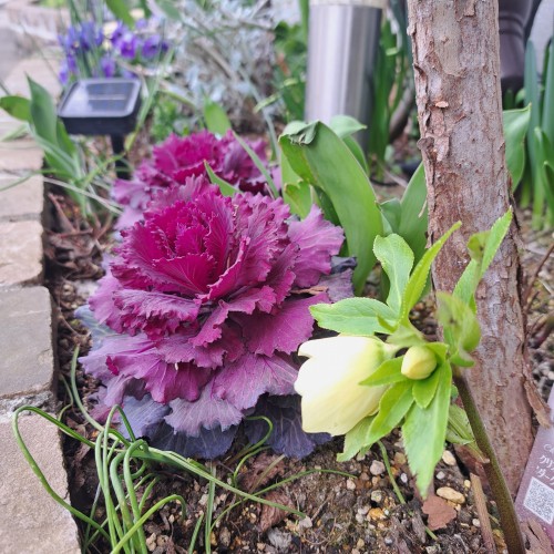 クリスマスローズ・ピユアイエロ－