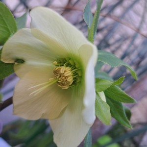 クリスマスローズ・ピュアイエロ-