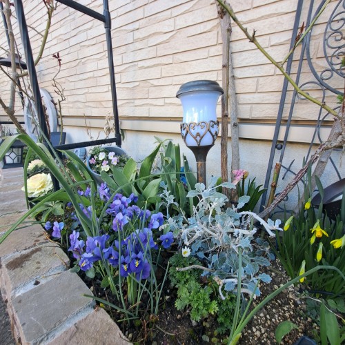 フロント花壇/シロタエギク