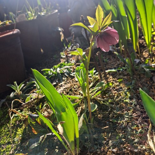 クリスマスローズ・エレガンスピンクスポット八重咲き