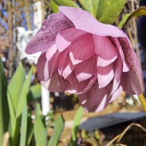 クリスマスローズ・エレガンスピンクスポット八重咲き