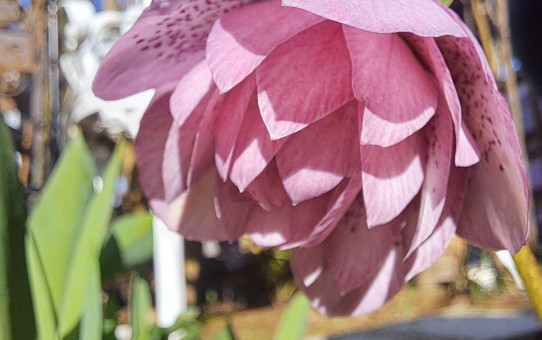 クリスマスローズ・エレガンスピンクスポット八重咲き