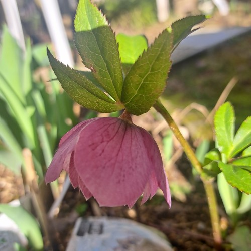 クリスマスローズ・エレガンスピンクスポット八重咲き