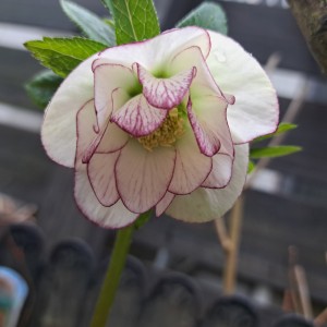 クリスマスローズ・ピコティ