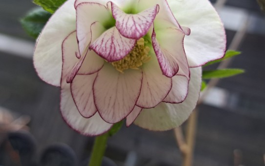 クリスマスローズ・ピコティ