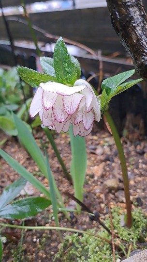 クリスマスローズ・ピコティ