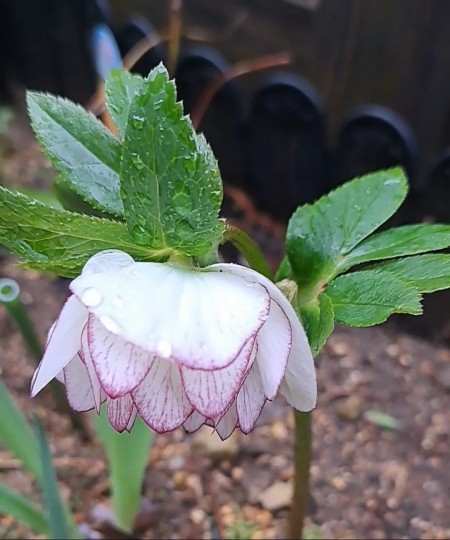 クリスマスローズ・ピコティ