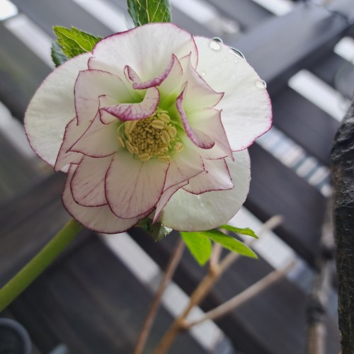 クリスマス・ローズピコティ