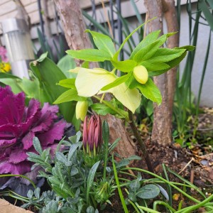 クリスマスローズ・ピュアイエロ－