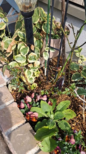 ビオラ/バラ・トゥルーブルーム レッドキャプテン