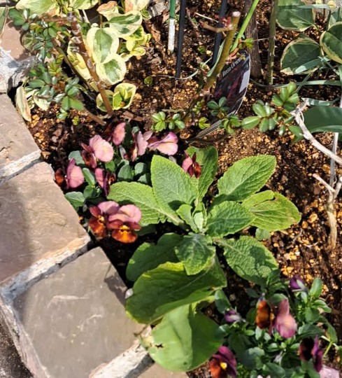 フロント花壇/ビオラ/ジギタリス