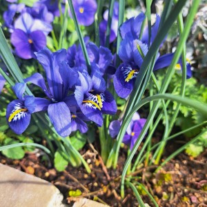 ミニアイリス/ビオラ