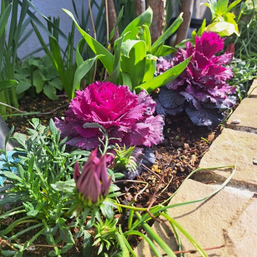 ガザニア/葉牡丹