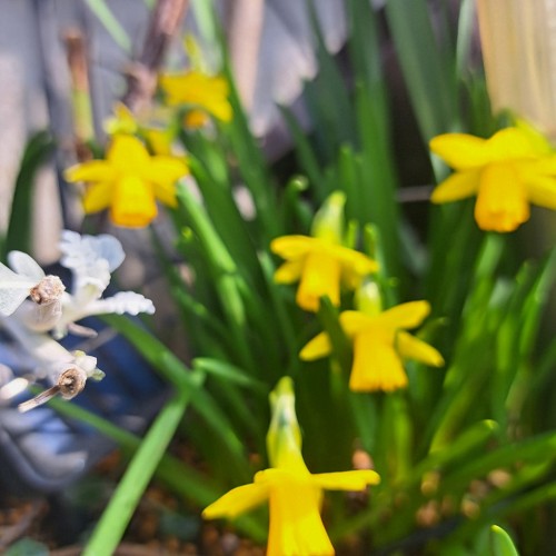 ミニ水仙テ-トテ-タ