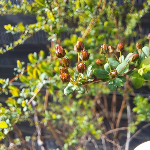 ピンクユキヤナギの蕾