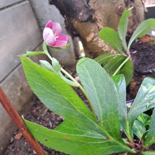 杉山交配のクリスマスローズ・ピンク シングル