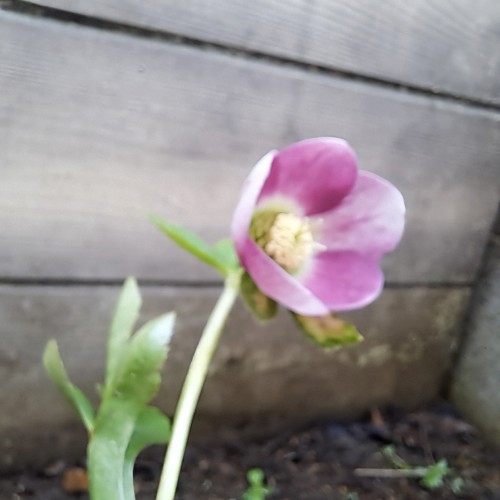 杉山交配のクリスマスローズ・ピンク シングル