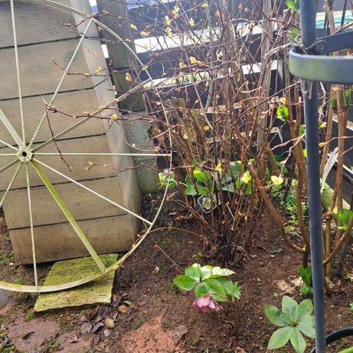 杉山交配のクリスマスローズ・ピンク シングル