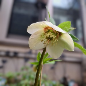 一重のクリスマスローズ・イエロー/暗赤紫色のフラッシュ