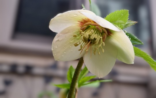 一重のクリスマスローズ・イエロー/暗赤紫色のフラッシュ