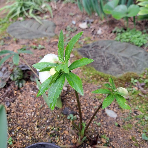 一重のクリスマスローズ・イエロー/暗赤紫色のフラッシュ