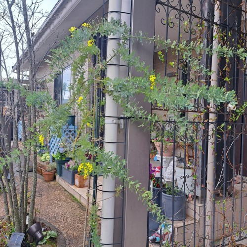 フロントガーデン/ミモザの鉢植え