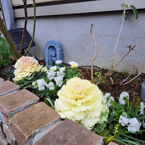 フロント花壇/葉牡丹　ビオラ白