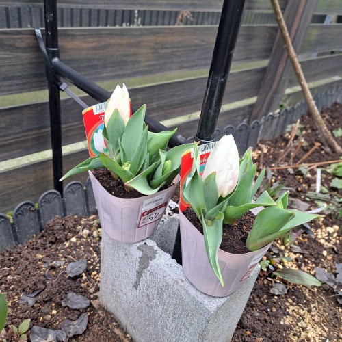 チューリップ